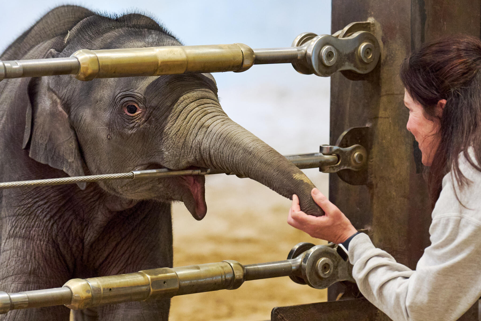 D.C.'s National Zoo cares for baby elephant rejected by her mother
