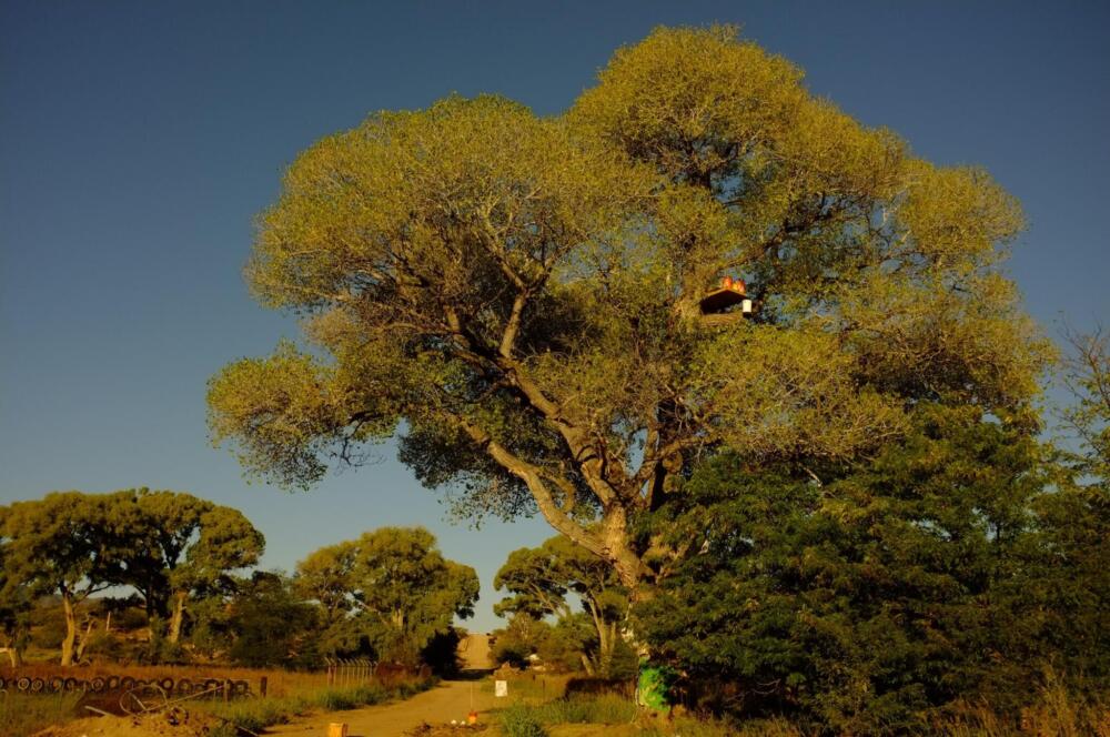 'Grandmother' tree uprooted for border wall construction | Here & Now