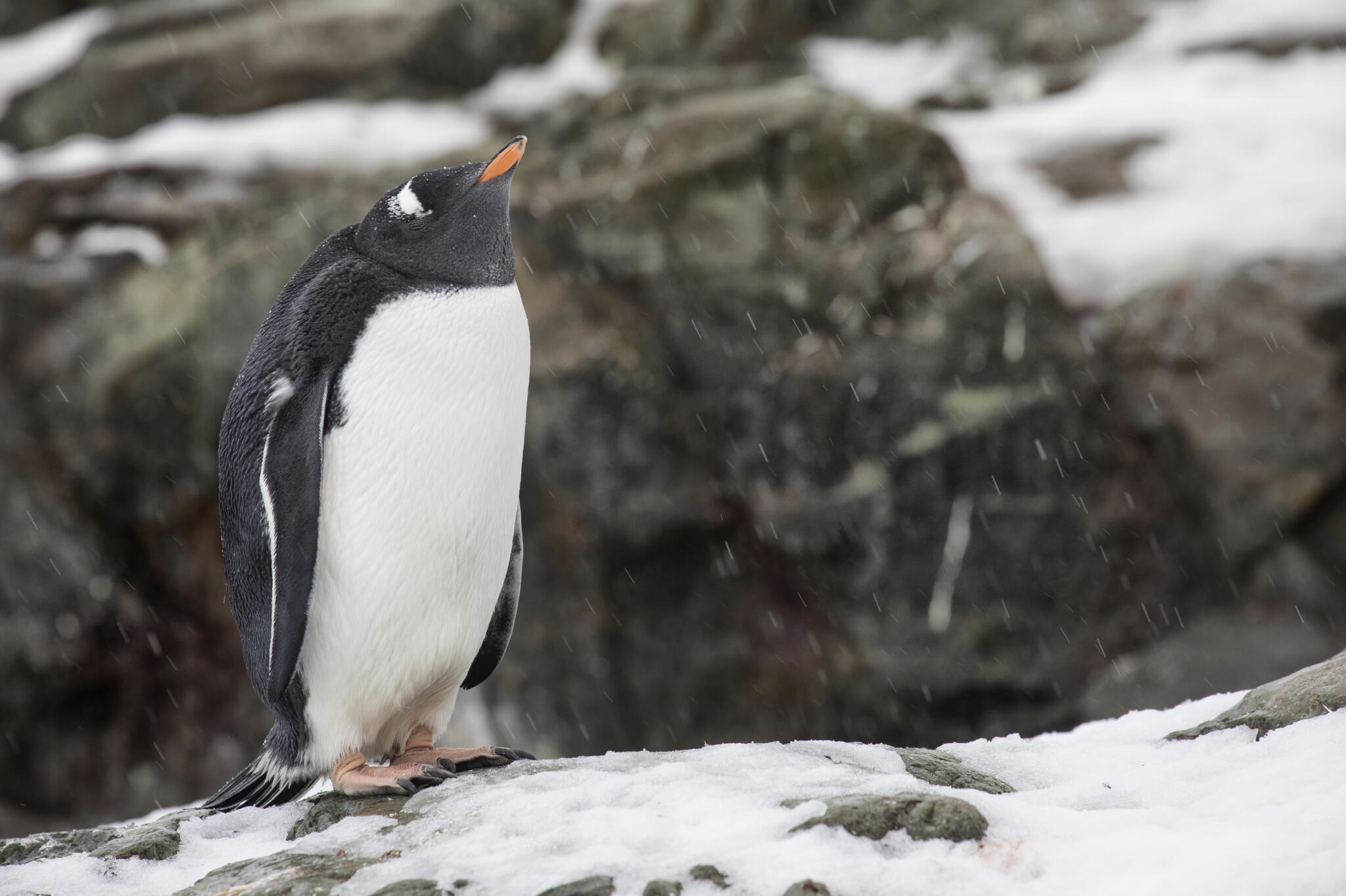 A new penguin species waddles onto the scene
