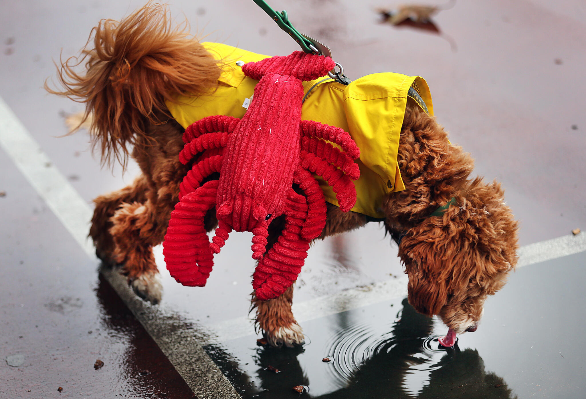 We want to see pictures of your best Boston-themed costumes