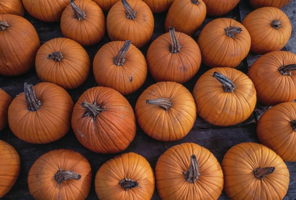 5 pumpkin patches around Mass. with more than just gourds