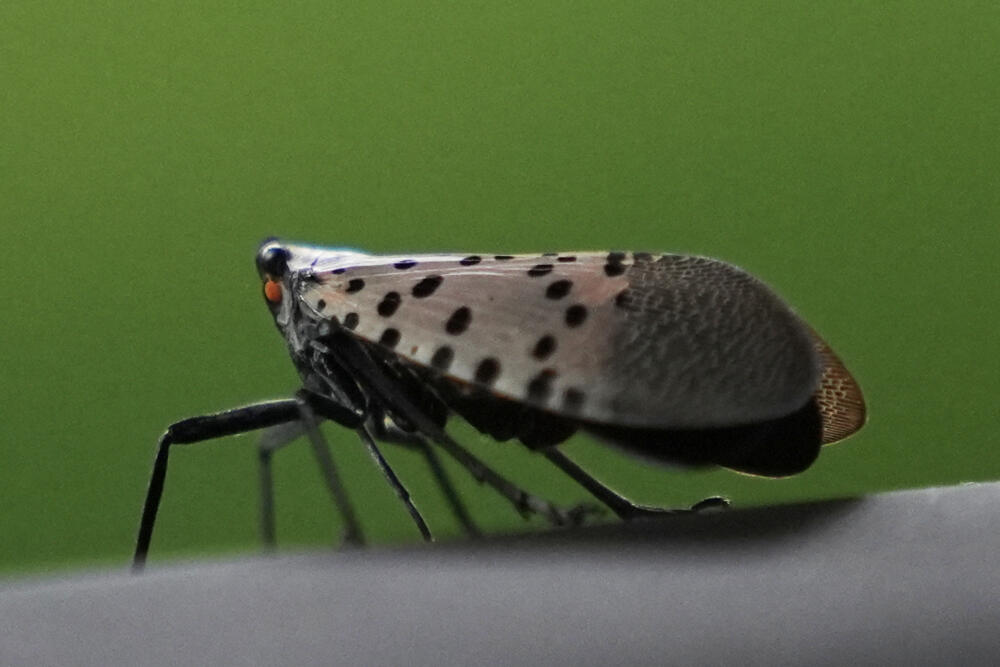 Stomp first, brag later: App turns lanternfly killing into competition