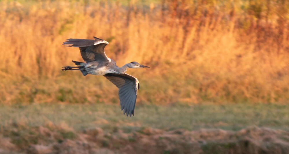 Bird watchers flock to Maine for sighting of rare grey heron